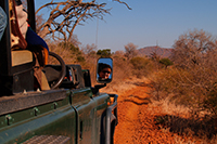 Löwe jagen in Südafrika