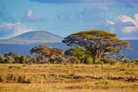 Jagen in Kenia