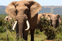 Afrikanischer Elefant jagen in Sdafrika