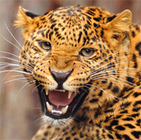Leopard jagen in Sdafrika