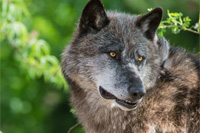 Wolf jagen in Rumnien