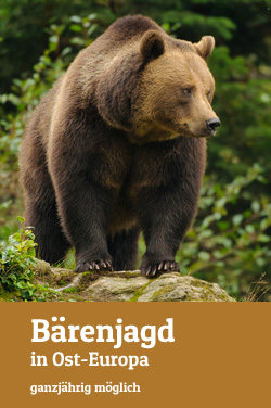 Bear hunt in Eastern-Europe