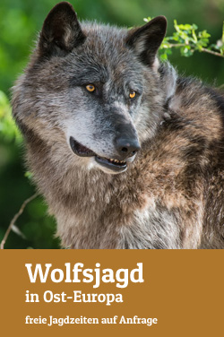 Wolf hunt in Eastern Europe