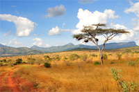 Afrikanischer Elefant jagen in Namibia