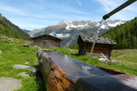 Steinbock jagen in Schweiz