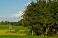 Damhirsch jagen in Ungarn