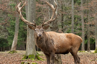 Rothirsch jagen in Rumnien