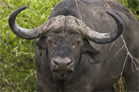 Büffel jagen in Südafrika