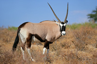 Antilopen jagen in Südafrika
