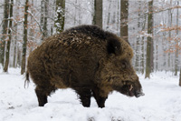 Schwarzwild jagen in Ungarn