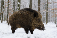 Schwarzwild jagen in Spanien