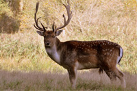 Damhirsch jagen in Argentinien